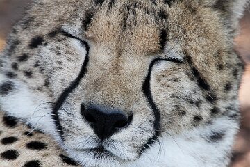 IMG_1052