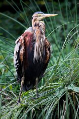 IMG_1090