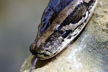 IMG_1155