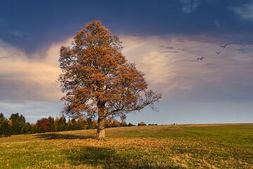 IMG_1903_b3