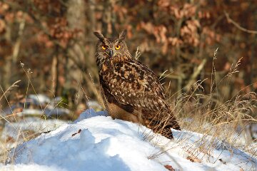IMG_3445