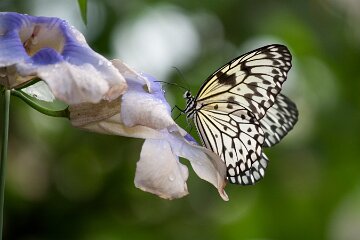 IMG_5052
