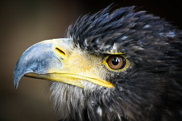 IMG_8344