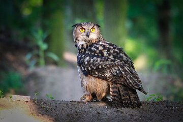 IMG_9262